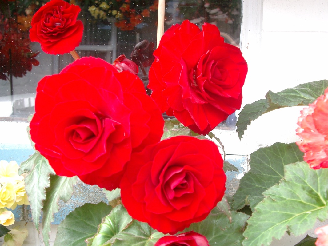 B. ‘Ruby’